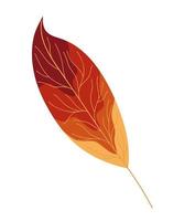 autumn lanceolate leaf vector