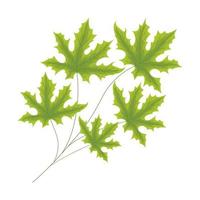 green webbed leaves vector