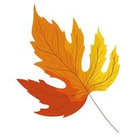 autumn webbed leaf vector