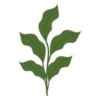 garden lanceolate leaves vector