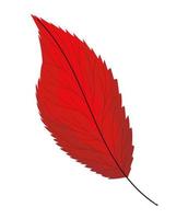 red lanceolate leaf vector