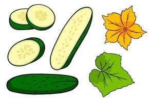 conjunto de pepino. pepinos frescos, gajos, medio pepino, flor y hoja. vector