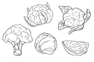 Cabbage set. Fresh cabbage, broccoli, cauliflower. vector