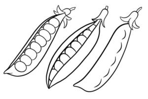 Peas set. Closed and open green pea pods. vector