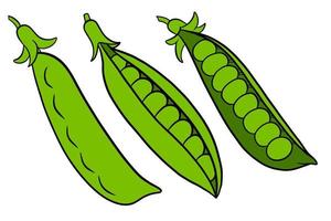 Peas set. Closed and open green pea pods. vector