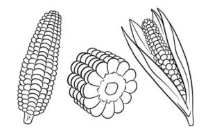 Corn set. Fresh corn cobs with and without leaves. vector