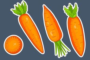 Carrot set. Fresh carrots and slices. In cartoon style stickers.