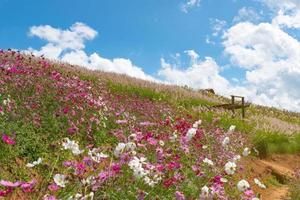 landscape of beautiful and colorful flowers field under blue sky in summer photo