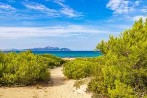 Path thru natural coast landscape Can Picafort Mallorca Spain. photo