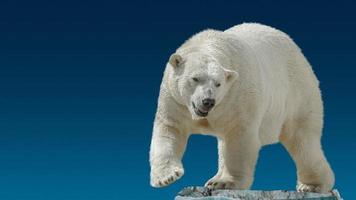 Banner with big polar bear standing at small iceberg chunk in gradient blue sky background with copy space, closeup, details. photo