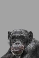 portada con un retrato de chimpancé sonriente feliz, primer plano, detalles con espacio de copia y fondo sólido. concepto de biodiversidad, cuidado de los animales, bienestar y conservación de la vida silvestre.
