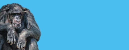 Banner with a portrait of tired old Chimpanzee at solid blue sky background with copy space. Concept animal diversity, care and wildlife conservation.