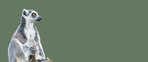 banner con un retrato de un lindo lémur de Madagascar de cola anillada disfrutando del verano, primer plano, con espacio de copia y fondo verde sólido. concepto de biodiversidad, bienestar animal y conservación de la vida silvestre. foto