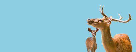 Banner with a graceful deer and fawn at blue sky solid background with copy space, details, closeup. Concept wildlife conservation and parenting.