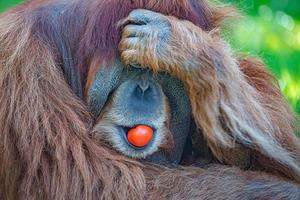 Retrato de un anciano orangután asiático, viejo y poderoso macho alfa grande comiendo un tomate rojo foto