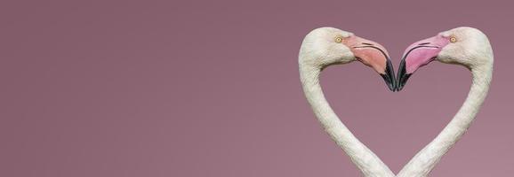 Banner with two rosy flamingos forming a heart shape with their heads and necks isolated at smooth light pink or rosy background with copy space for text, closeup, details. Love and glamour concept photo