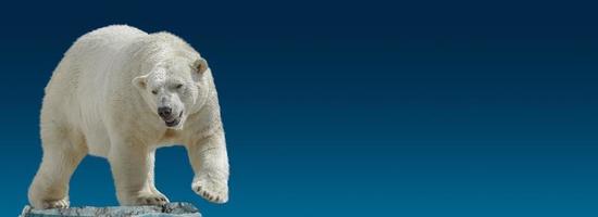 Banner with big polar bear standing at small iceberg chunk in gradient blue sky background with copy space, closeup, details.