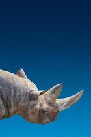 Portada con retrato de un enorme rinoceronte africano con un cuerno grande en el fondo degradado azul también conocido como cielo azul en África con espacio para copiar texto foto