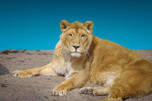 Big adult lion is posing directly to the camera at gradient deep blue sky background closeup, details. photo