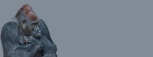 Banner with a very powerful but calm alpha male African gorilla, thinking at something, sad or depressed at grey solid background with copy space. photo