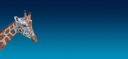 Banner with portrait of young tall African giraffe with long neck at blue gradient background with copy space for text, closeup, details photo