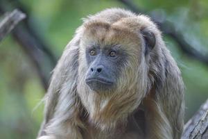 Portrait of funny adult male Brazilian Amazonian Capuchin monkey hiding in a liana tree, closeup, details.. photo