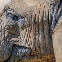 Portrait of smiling African elephant, closeup, details..