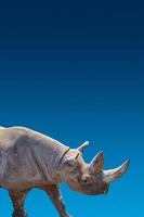 Cover page with portrait of huge African rhino with a big horn at blue gradient background aka blue sky in Africa with copy space for text photo