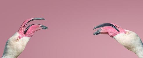 Banner with two rosy flamingos emotionally argue with each other isolated at smooth light pink or rosy background with copy space for text, closeup, details. Love and glamour concept photo