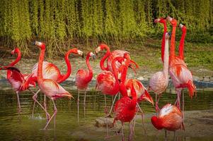 Group of resting rosy Chilean flamingos at sunset, closeup, details. photo