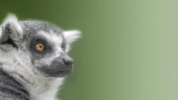 Portrait of ring-tailed Madagascar lemur at smooth background photo