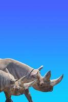 portada con dos rinocerontes africanos enormes y viejos con grandes cuernos en el fondo del cielo azul degradado con espacio para copiar texto, primer plano, detalles. foto