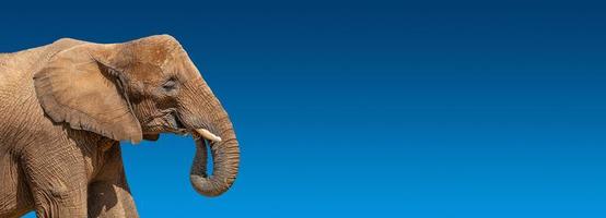Banner with portrait of huge and powerful African elephant with tusks at dark blue gradient background with copy space for text, closeup, details..
