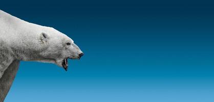 Big aggressive growling polar bear head isolated at gradient blue sky background with copy space, closeup, details photo