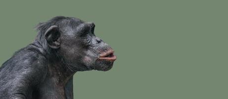 Portrait of curious wondered Chimpanzee at smooth uniform background photo