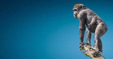 Portrait of very powerful alpha male African gorilla on a tree for watch at blue gradient background with copy space for text, details, closeup photo