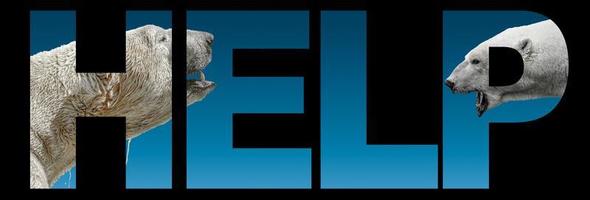 Banner with portrait of Arctic wildlife, two huge polar bears at blue gradient background with bold text help, closeup, details