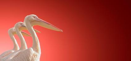 Banner with Three Rosy Pelicans perfectly aligned in symmetry at smooth gradient red background with copy space, details, closeup
