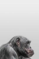 Portrait of depressed Chimpanzee at smooth background photo