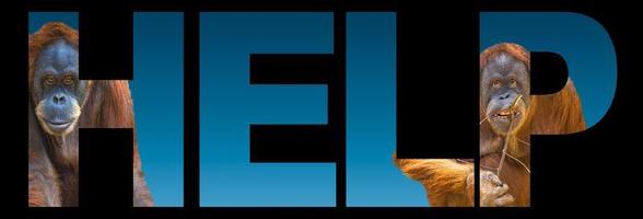 Banner with portrait of wildlife, two orangutans from Borneo and Sumatra at blue gradient background with bold text help, closeup, details photo