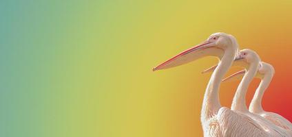 Three Rosy Pelicans at the Luise Park in Mannheim, Germany, Autumn photo