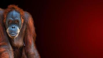 Banner with portrait of funny colorful Asian Sumatran orangutan at gradient reddish background with copy space for text, adult, details photo