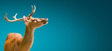Banner with a graceful deer at sunset in blue gradient background with copy space, details, closeup photo
