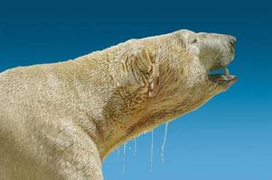 Massive wet polar bear head isolated at gradient blue sky background during sunset, adult, male, closeup, details photo