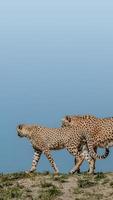 Portrait of strong and fast African cheetah on move for prey, close up, young adults, paste space photo