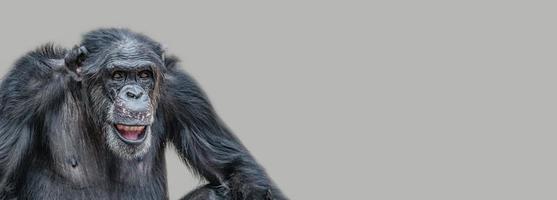 banner con un retrato de un chimpancé adulto feliz, sonriendo y pensando, primer plano, detalles con espacio de copia y fondo sólido. concepto de biodiversidad y conservación de la vida silvestre. foto