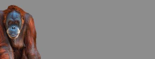 pancarta con retrato de orangután asiático colorido divertido y lindo en fondo gris sólido con espacio de copia para texto, adulto, detalles. concepto de conservación y protección de animales en peligro de extinción. foto