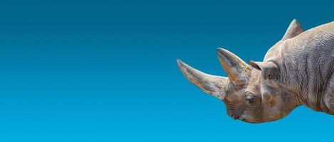 Banner with portrait of huge African rhino with a big horn at blue gradient background with copy space for text, closeup, details.. photo