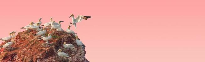 Banner with a rookery of beautiful North Atlantic gannet birds at small rock island at rosy sunset sky gradient background with copy space for text, closeup, details. Love and glamour concept.