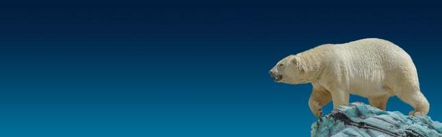 Banner with big polar bear standing and calling at iceberg chunk in gradient deep blue polar sky background with copy space, closeup, details. photo